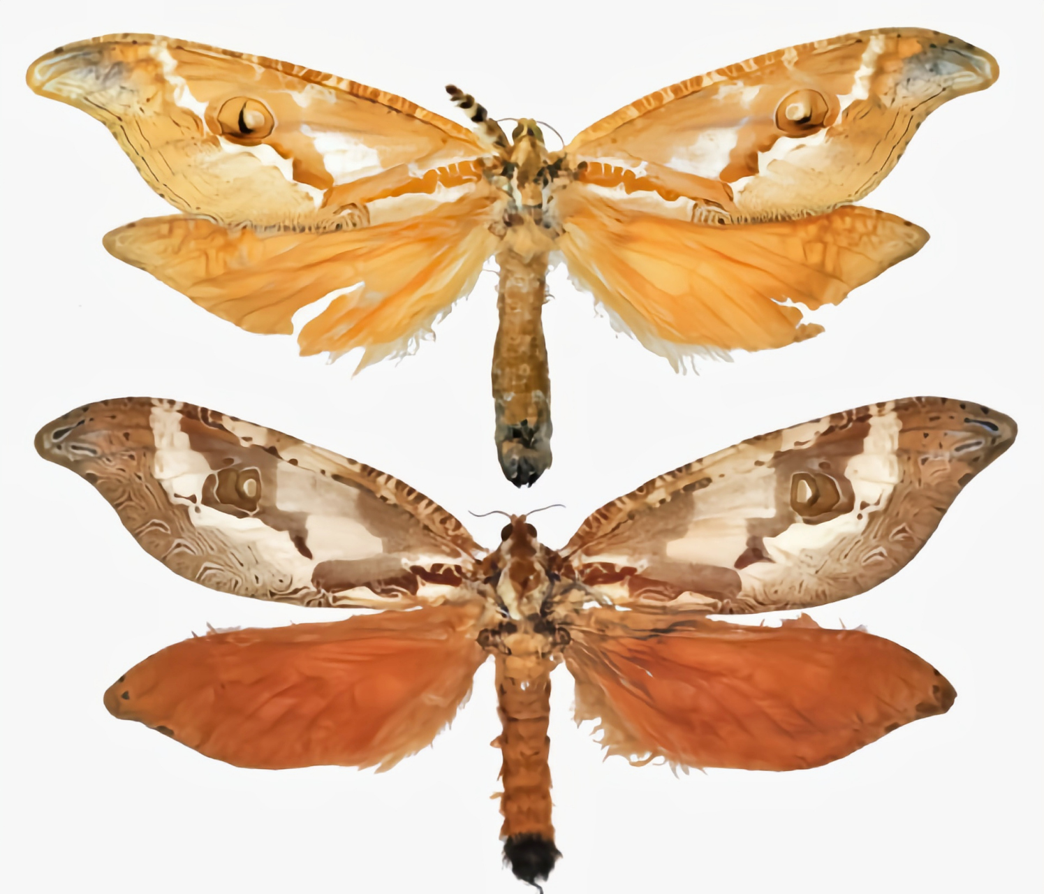 每天认识一种昆虫——虫草蝙蝠蛾 说到虫草蝙蝠蛾大家比较陌生,它是