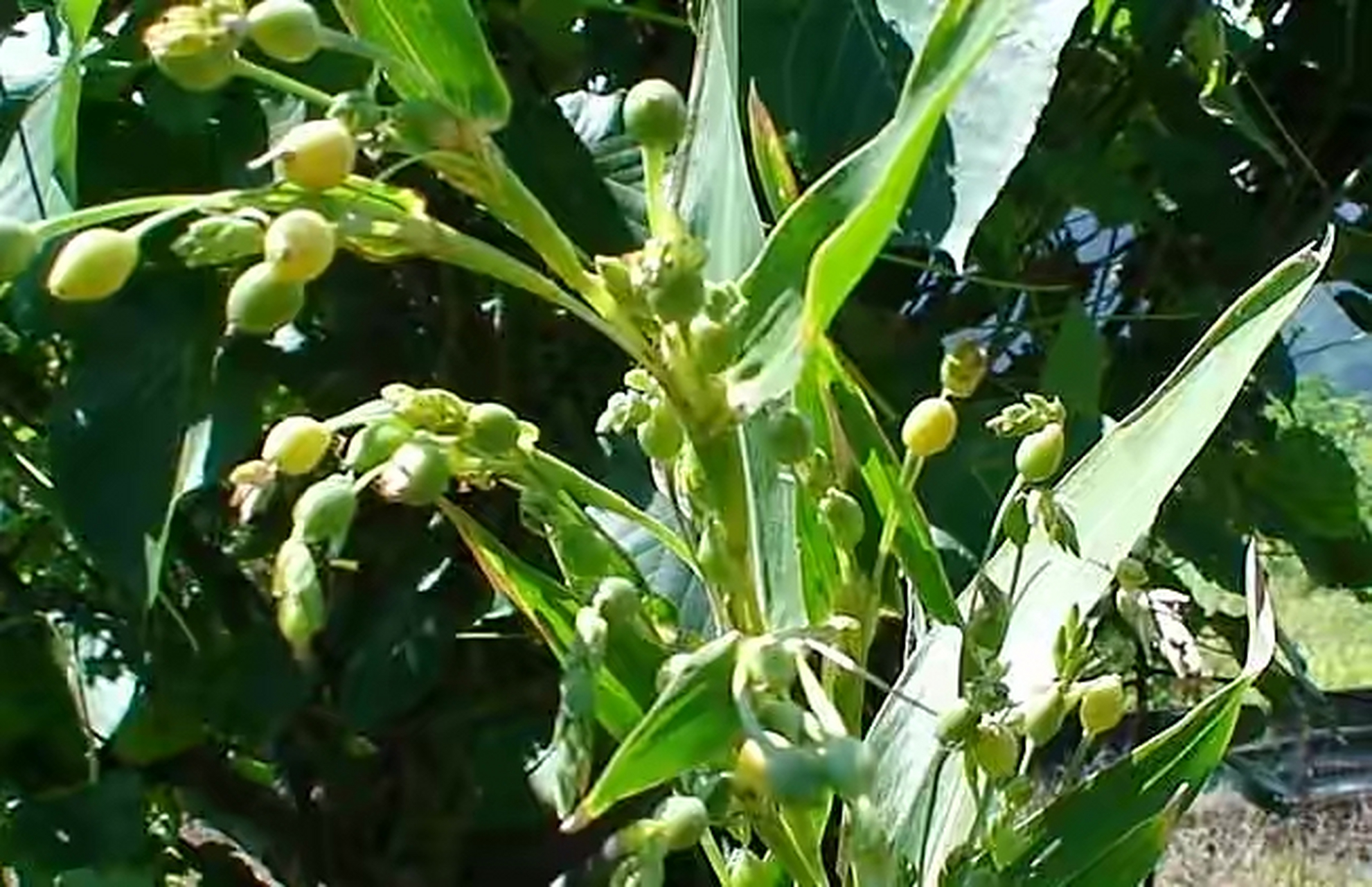 薏米为禾本科植物薏苡的种仁,中国东南部常见栽培或野生,含糖类,脂肪