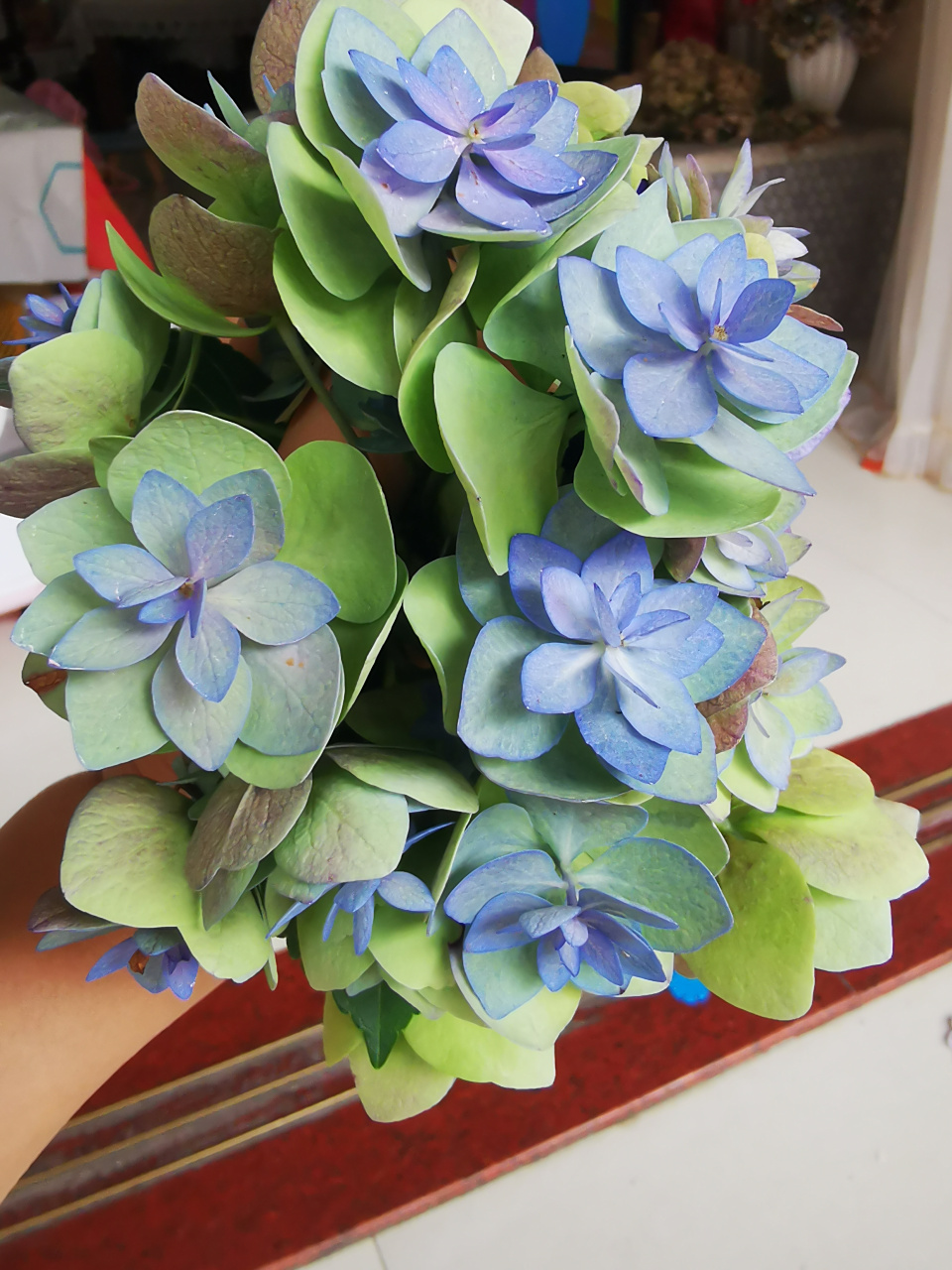 绣球花之筑紫之风,如同名字一样的艺术之花,花后期复古风花色,超艺术