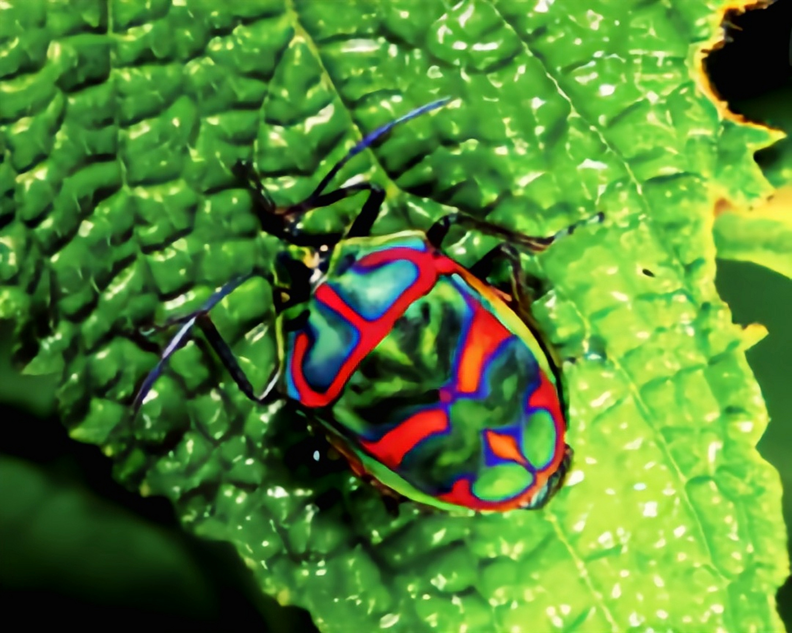 每天认识一种昆虫——山字宽盾蝽 山字宽盾蝽是半翅目,盾蝽科昆虫