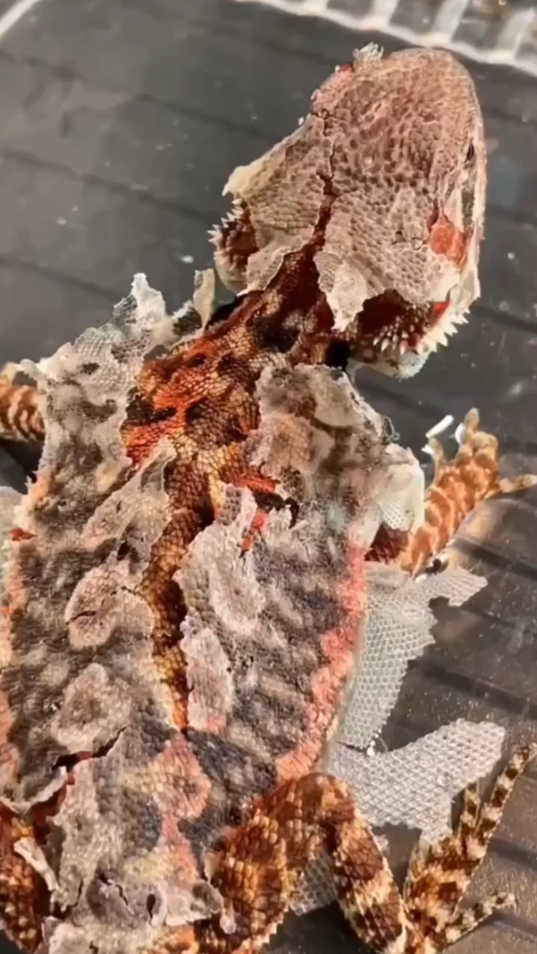 慢慢蜕皮的蜥蜴这一幕太震撼了