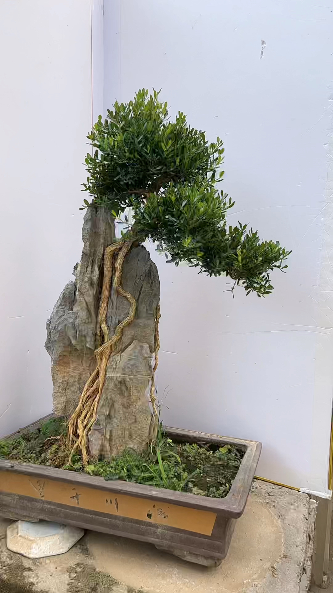 雀舌黄扬盆景,四季常青适合室内摆放喜欢的关注一下-度小视