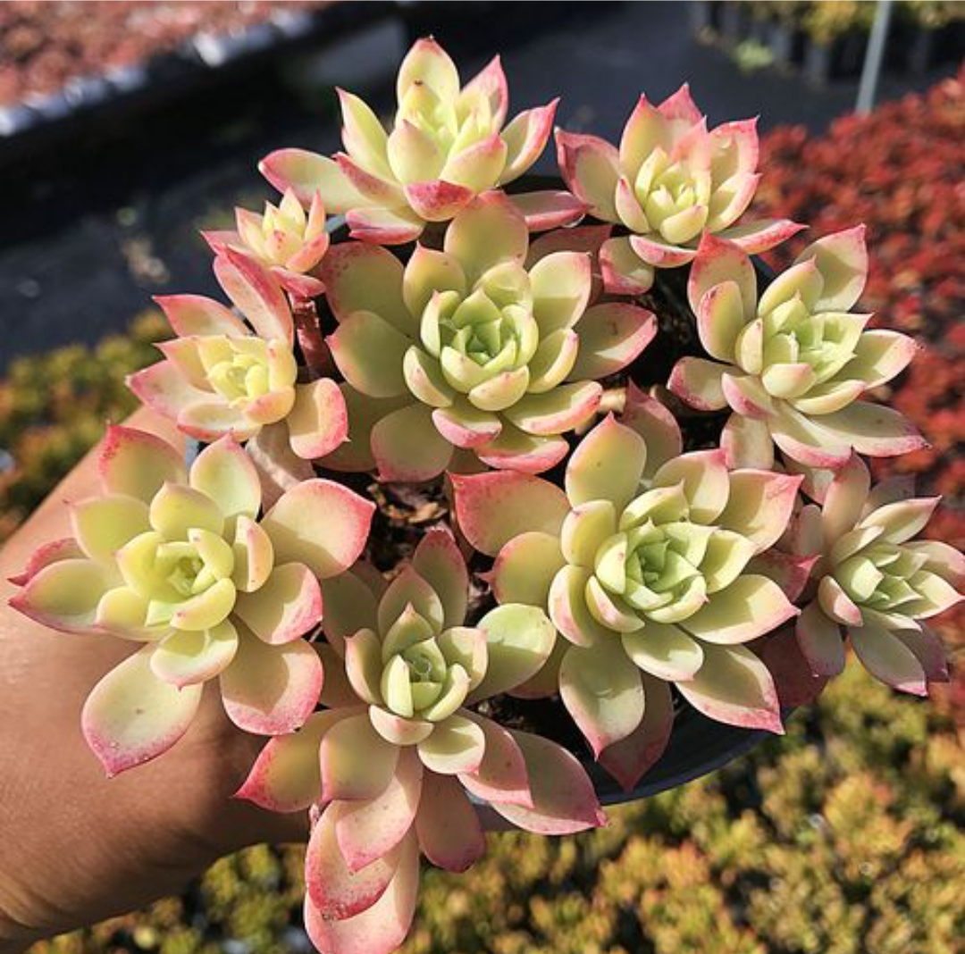 多肉三色堇,掌握2多1少1招,养成手捧花或悬崖桩,比荷花还美