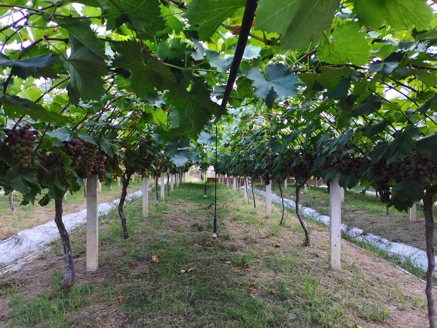 合肥有个大圩镇,大圩镇有个圩美葡萄园,范围很大很大,除了种葡萄,还有