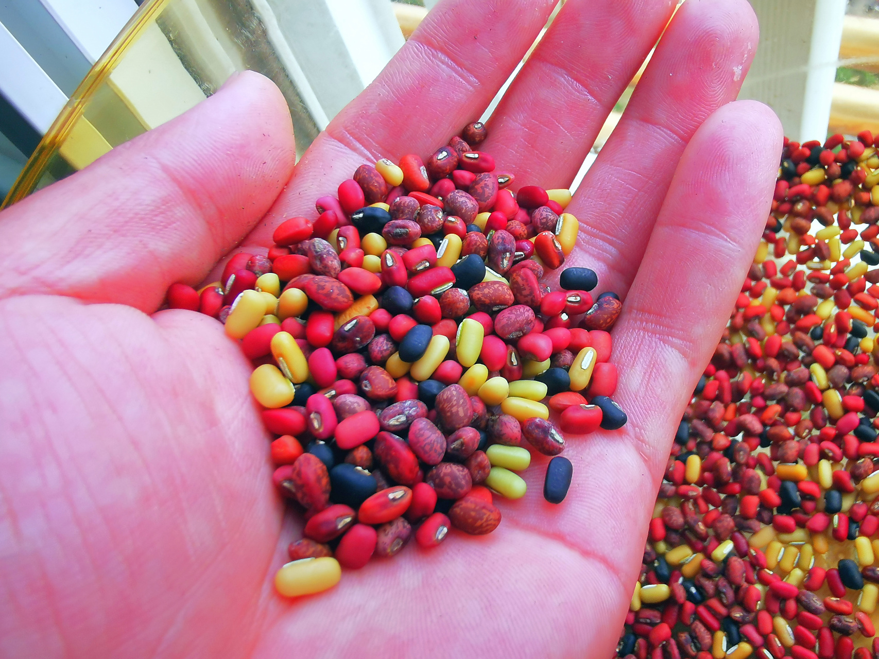 【采了五种野生饭豆】  几天前随手采了一些野豇豆,有五个品种,都可以