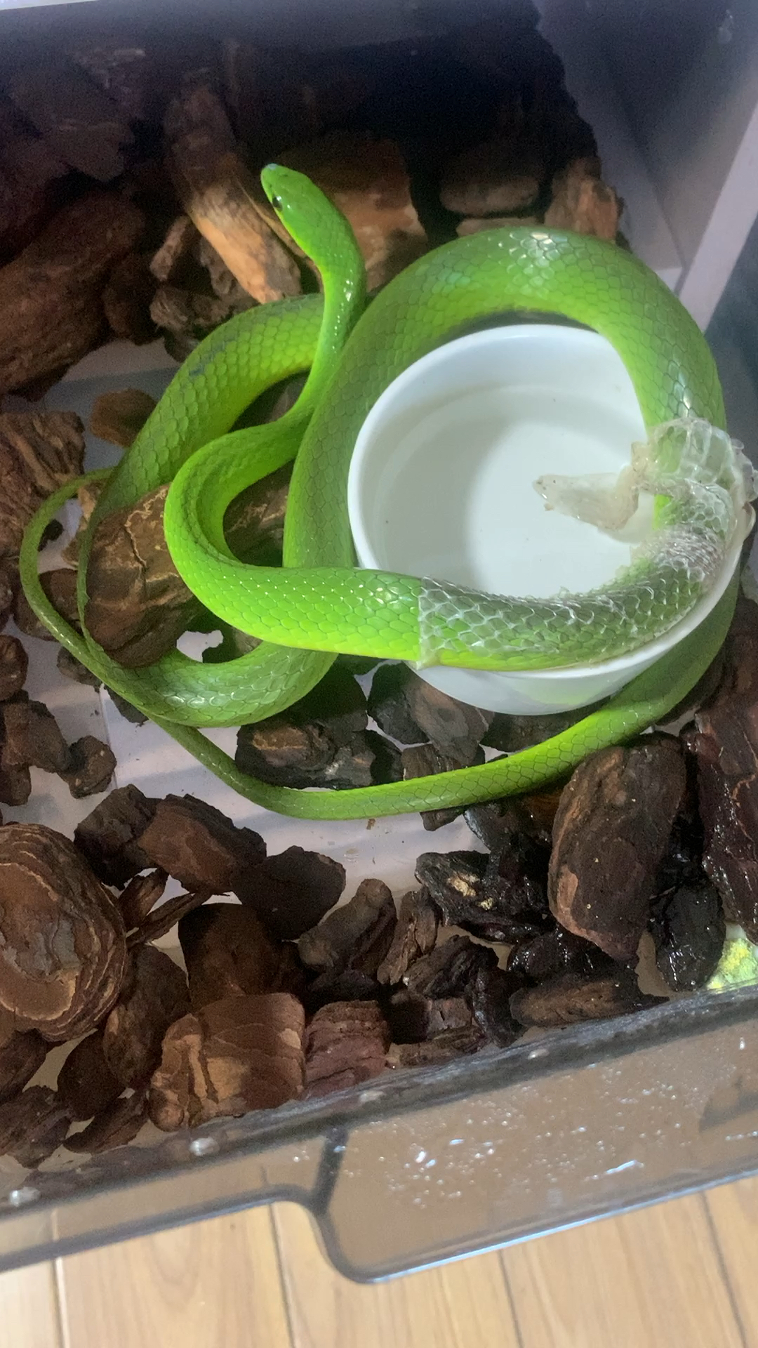 小姨子翠青锦蛇无毒蛇属游蛇科喜欢的可以来我直播间哦每天下午2点