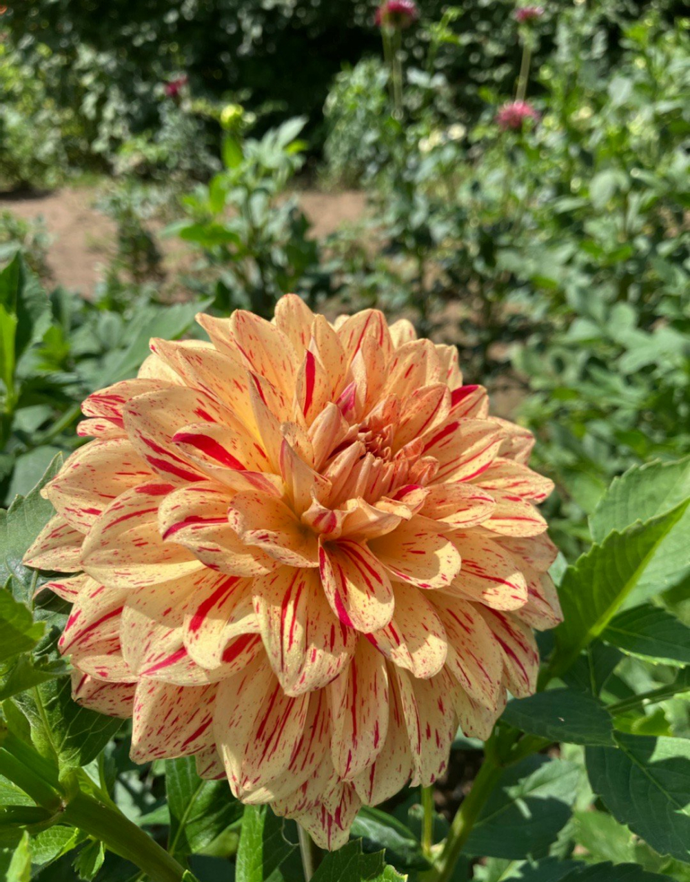 沈阳世博园(沈阳植物园)大丽花展,我丈夫管它叫"二乔大丽花",因为有一