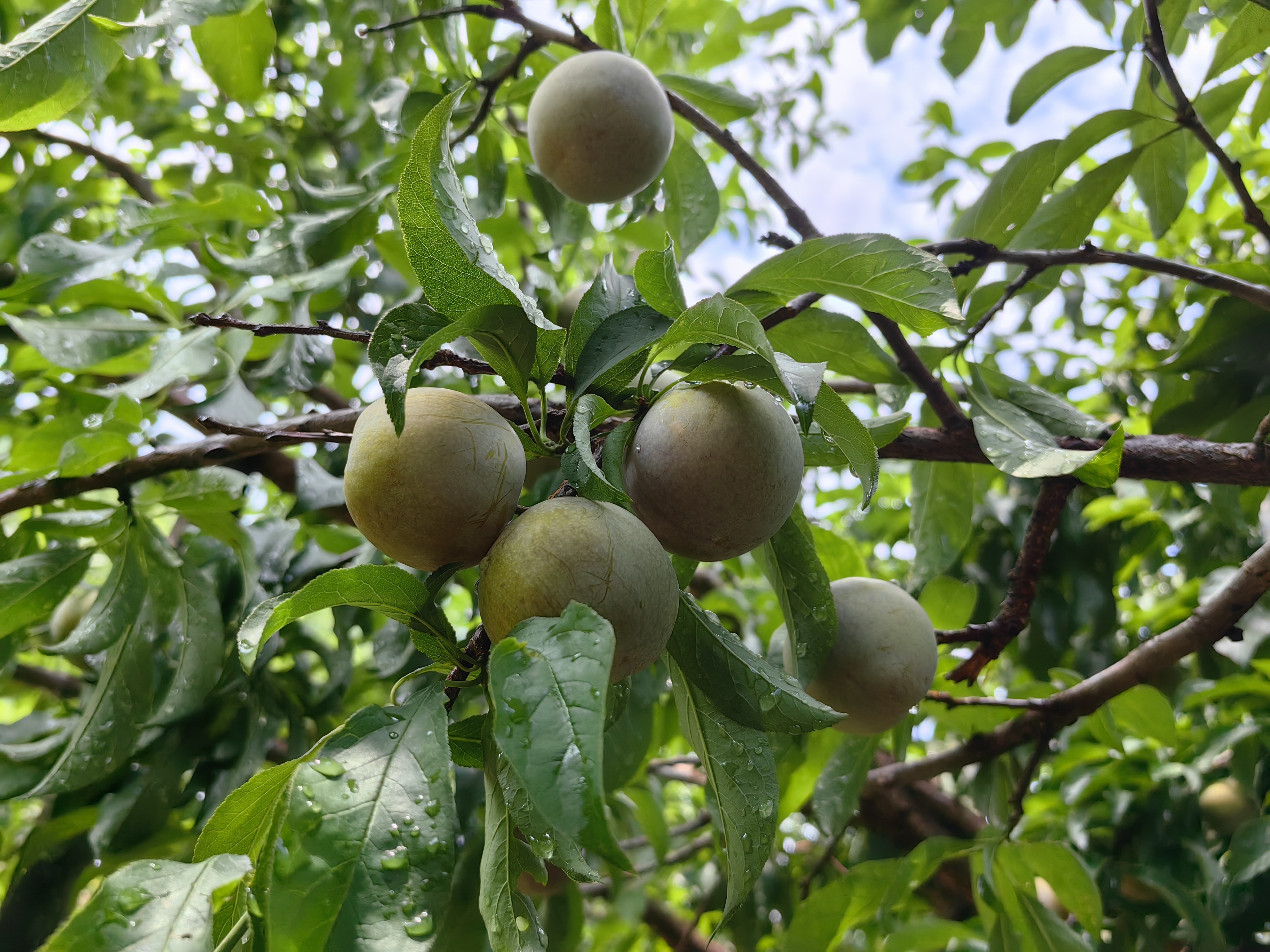 盛夏的果实,儿时的回忆