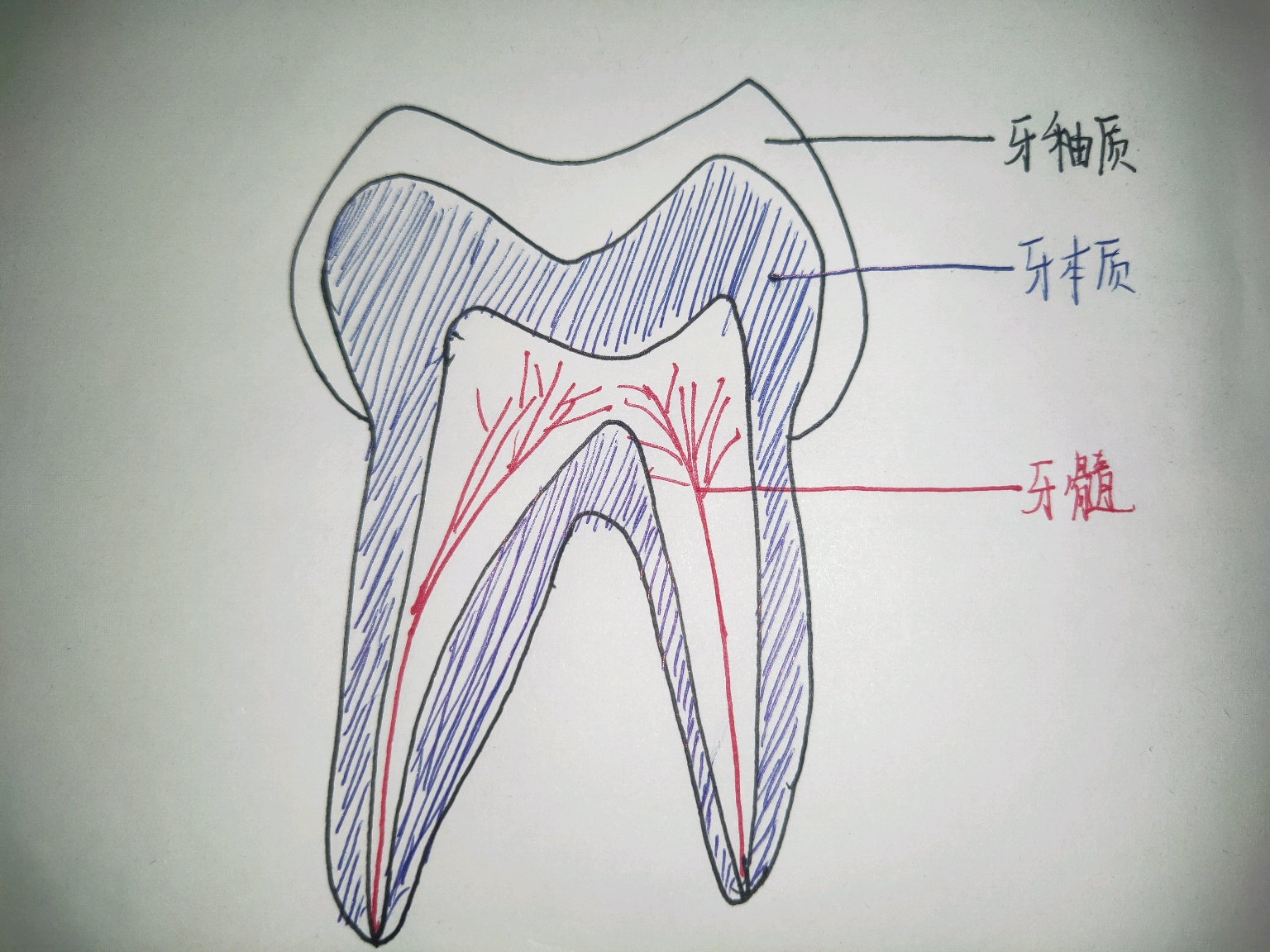 牙本质(这里我没有黄色的彩笔所以用了蓝色),最里面一个腔隙是牙髓腔