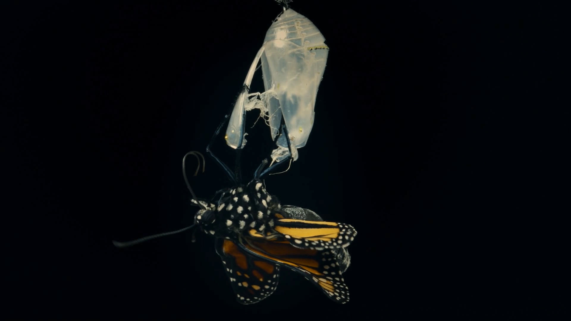 彬州:完善"育管用"助力年轻纪检监察干部"化茧成蝶"