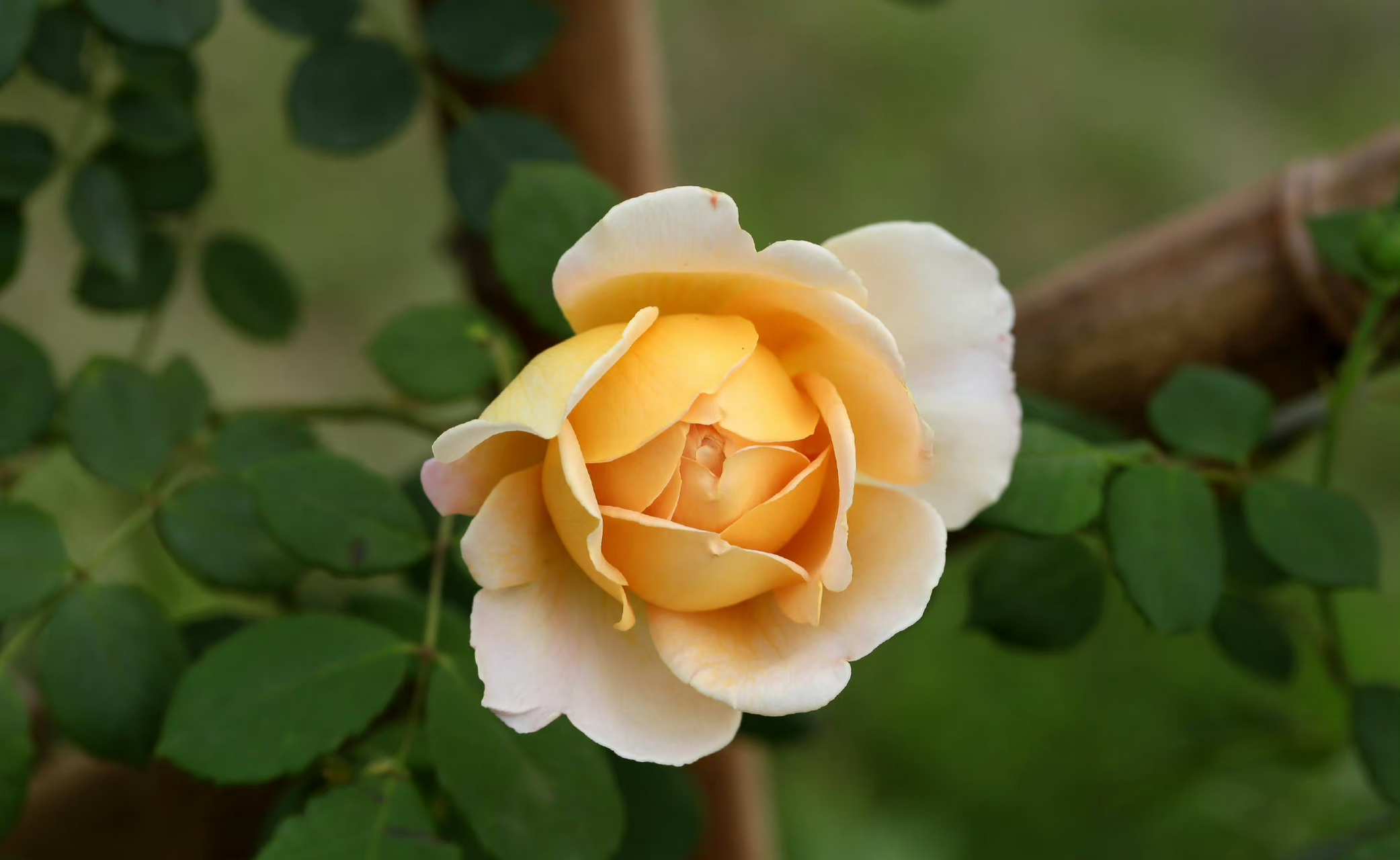 月季花【月季品种-黄金庆典月季】 rosa golden celebration,蔷薇科