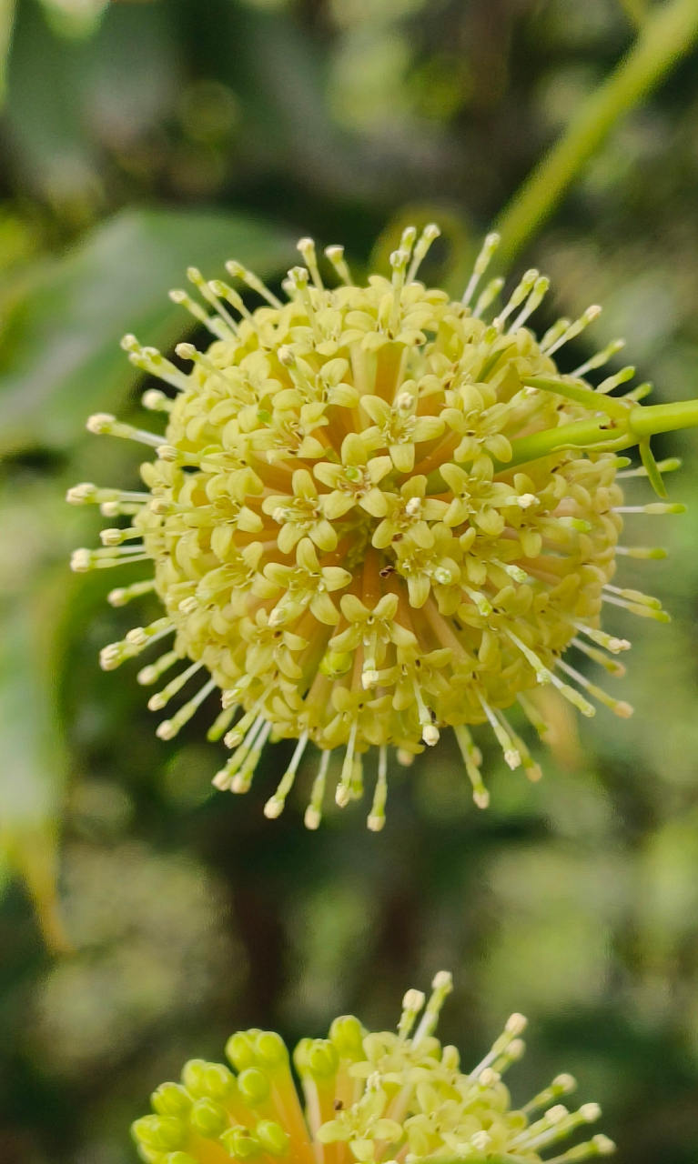 植物钩藤. 676767