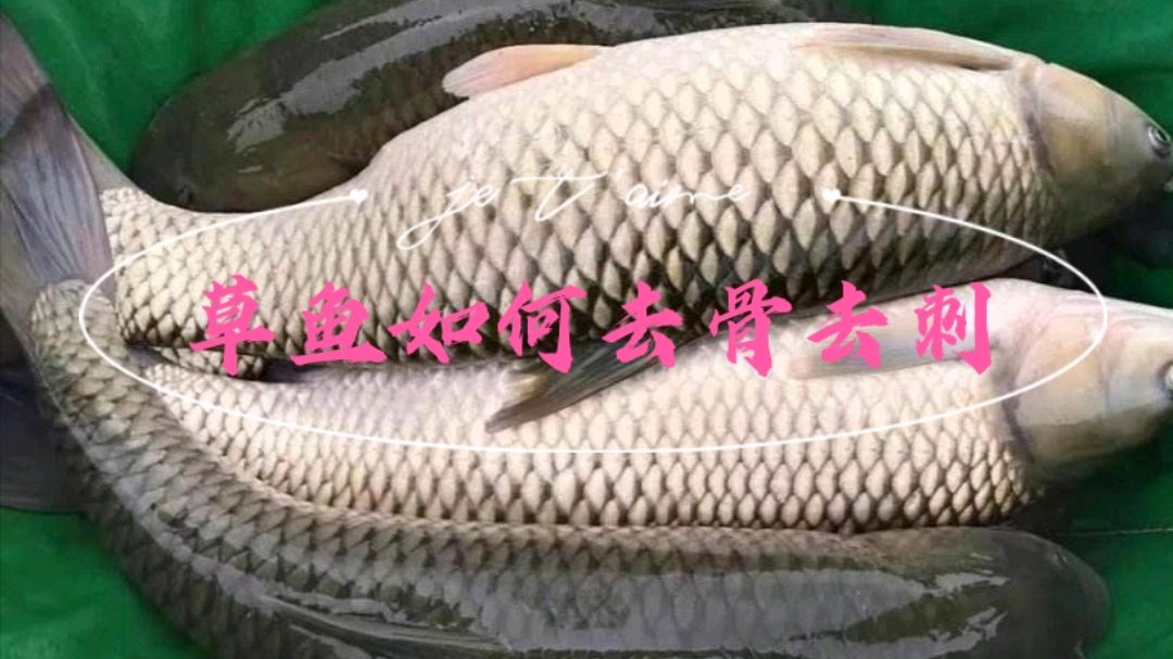 草鱼如果去骨去刺?专业厨师教你这样做,方法简单简单实用!