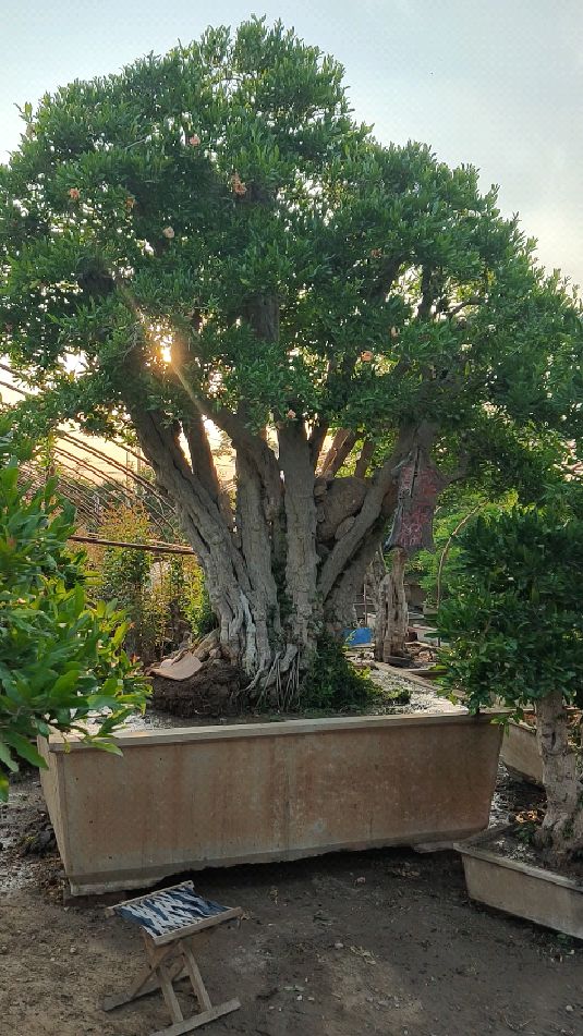 这是养护多年的一颗玛瑙石榴树,枝叶茂盛,树干粗壮,花期长,石榴果又甜