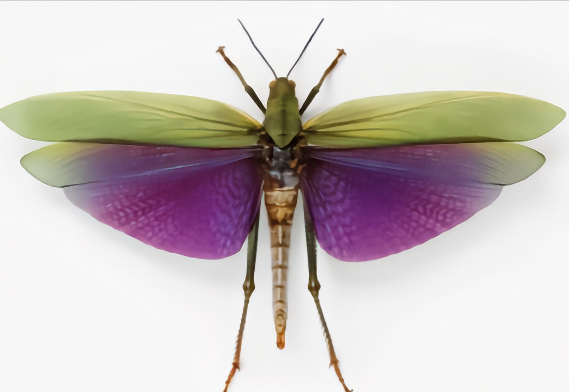 每天认识一种昆虫——蓝翼绿巨蝗 蓝翼绿巨蝗又名白斑足蝗,翅展可达20