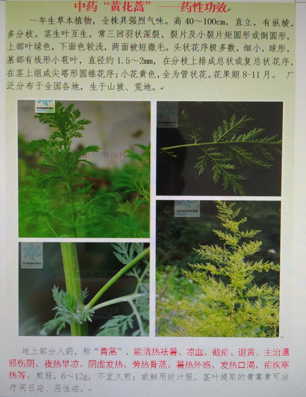 中药"黄花蒿"一一药性功效
