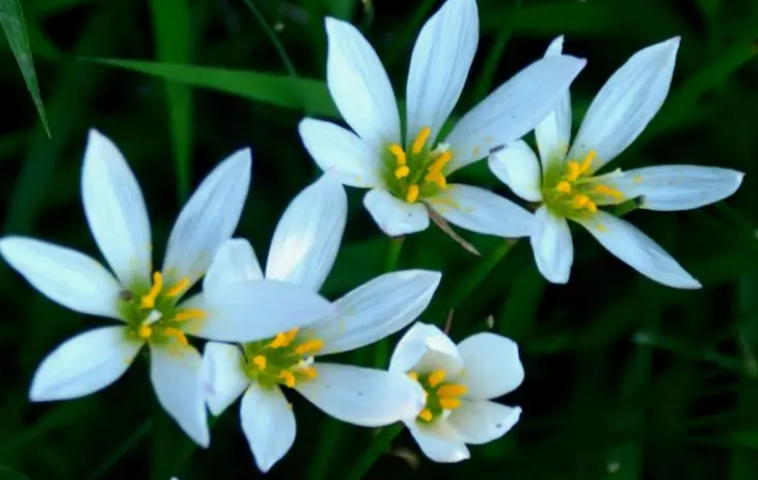 像韭菜一样开白花是什么花