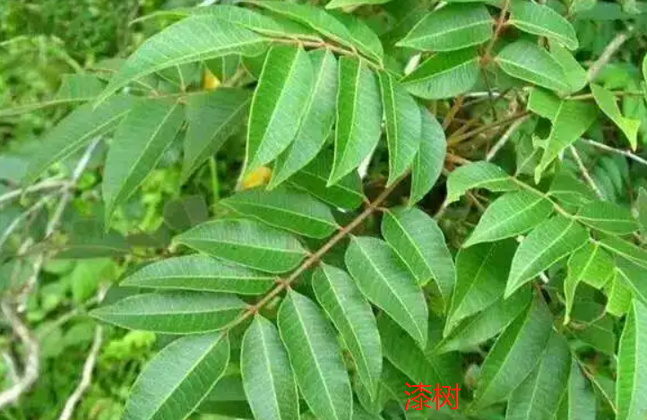 漆树和春芽树有什么区别