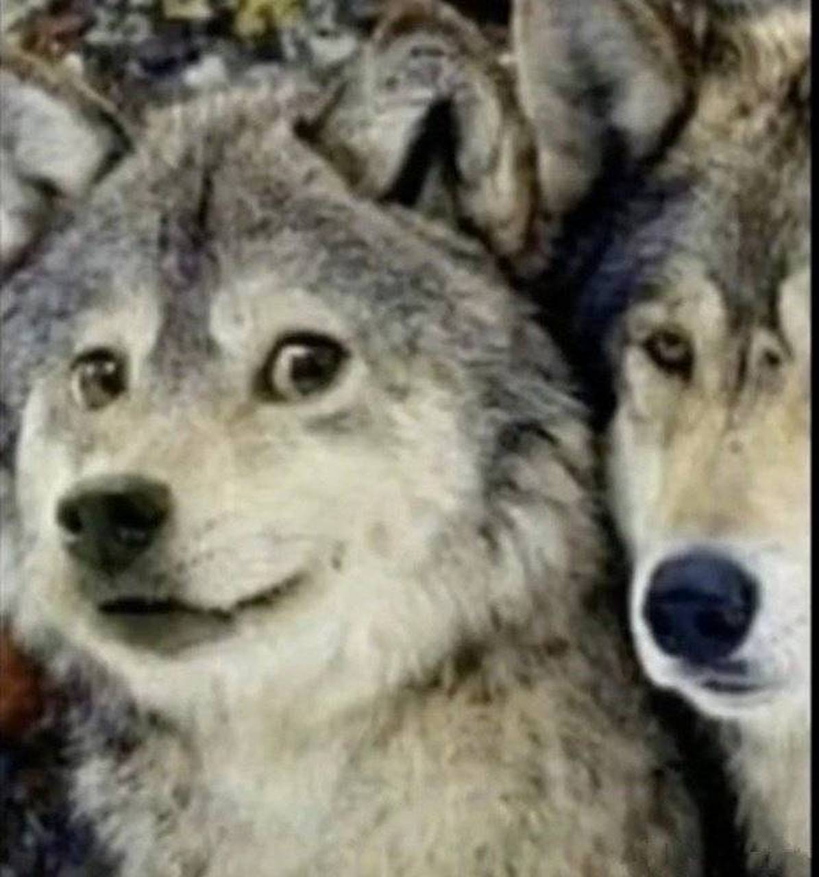 狼和二哈,虽然外表相似但是一个眼神里透露着狡黠,一个眼神里满是"