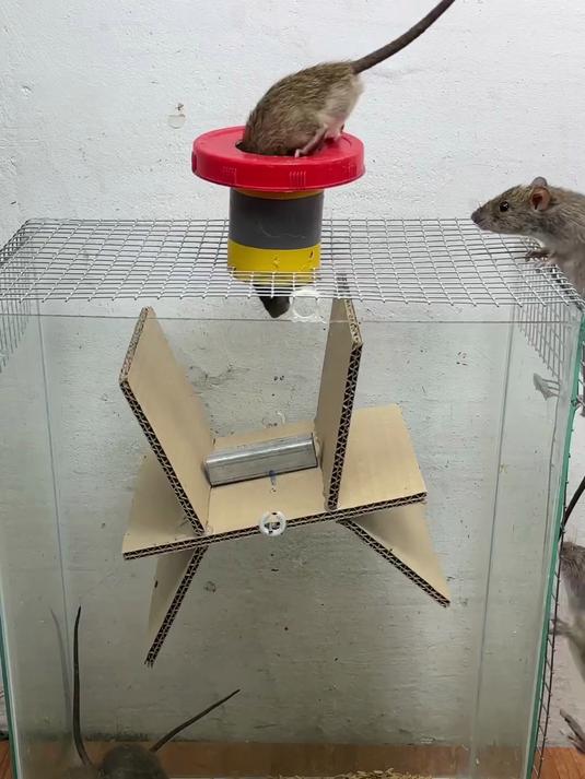 利用纸皮和鱼缸做成的简易捕鼠器,老鼠能抓贼多!