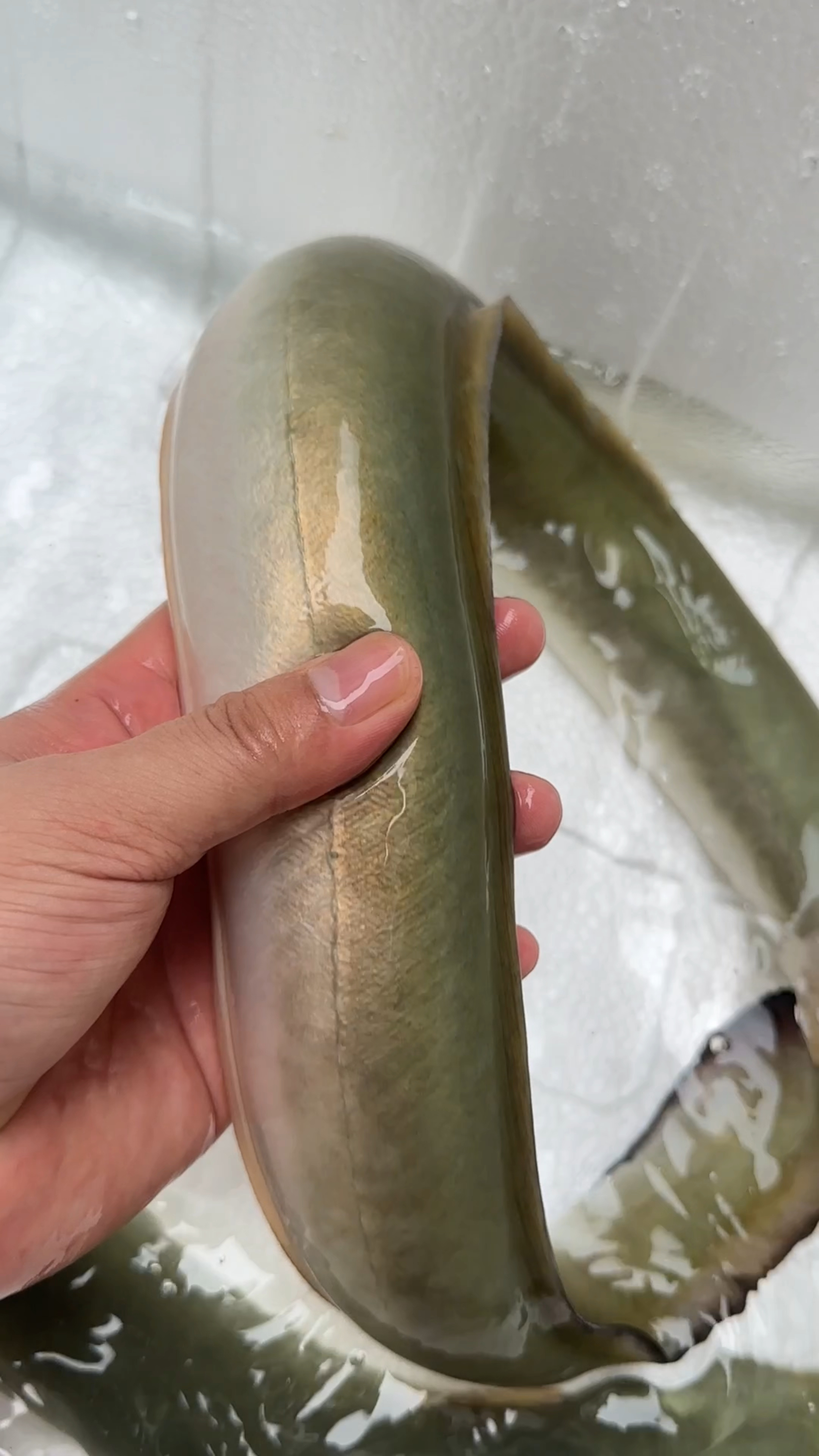 金丝河鳗看得见品质