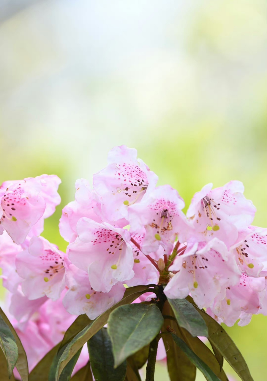 长柄杜鹃 rhododendron longipes 杜鹃花科 杜鹃花属 67.