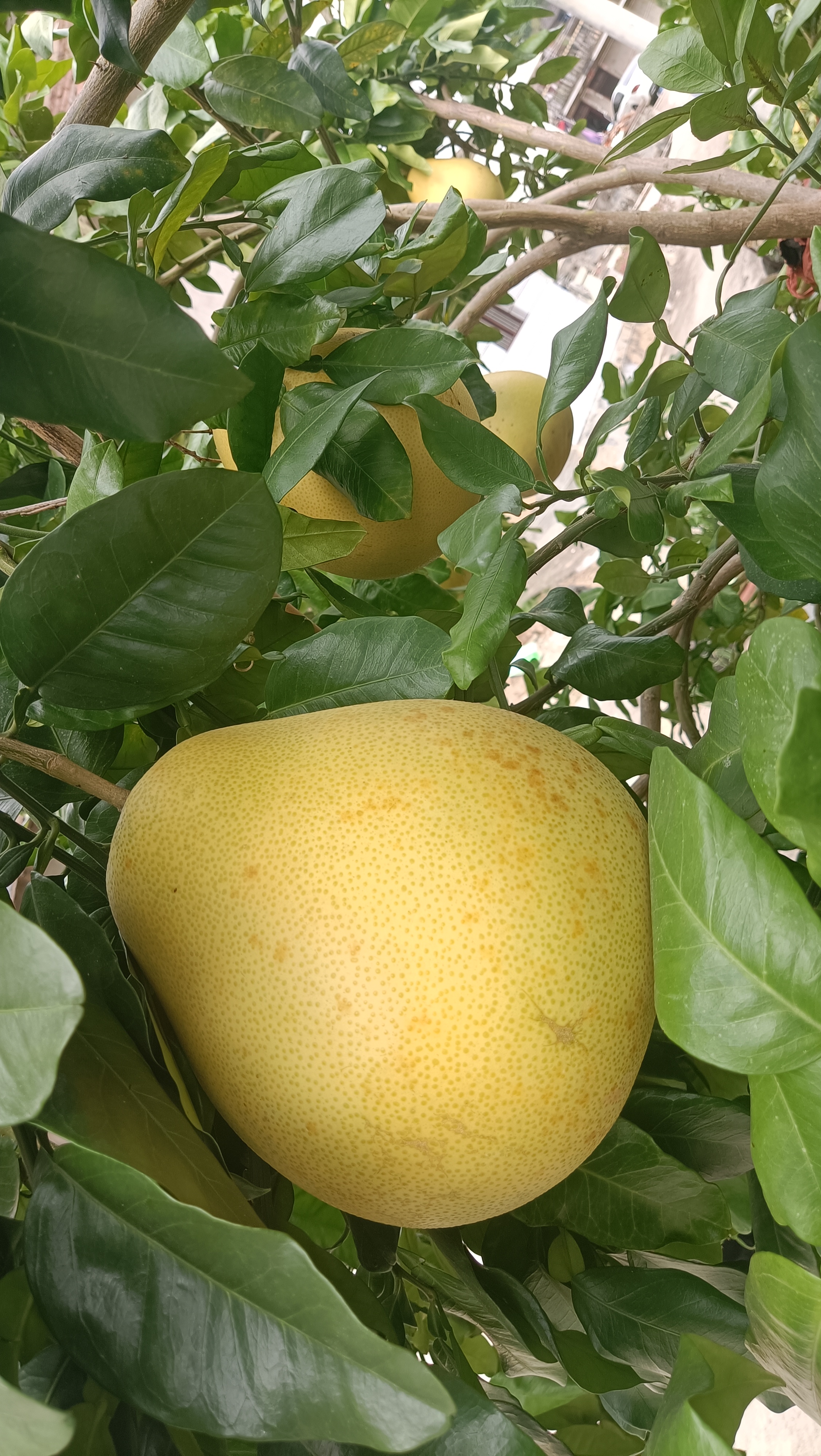 在路边也能看到很多卖柚子的摊位,昨天在去连江的路上就好多人在卖