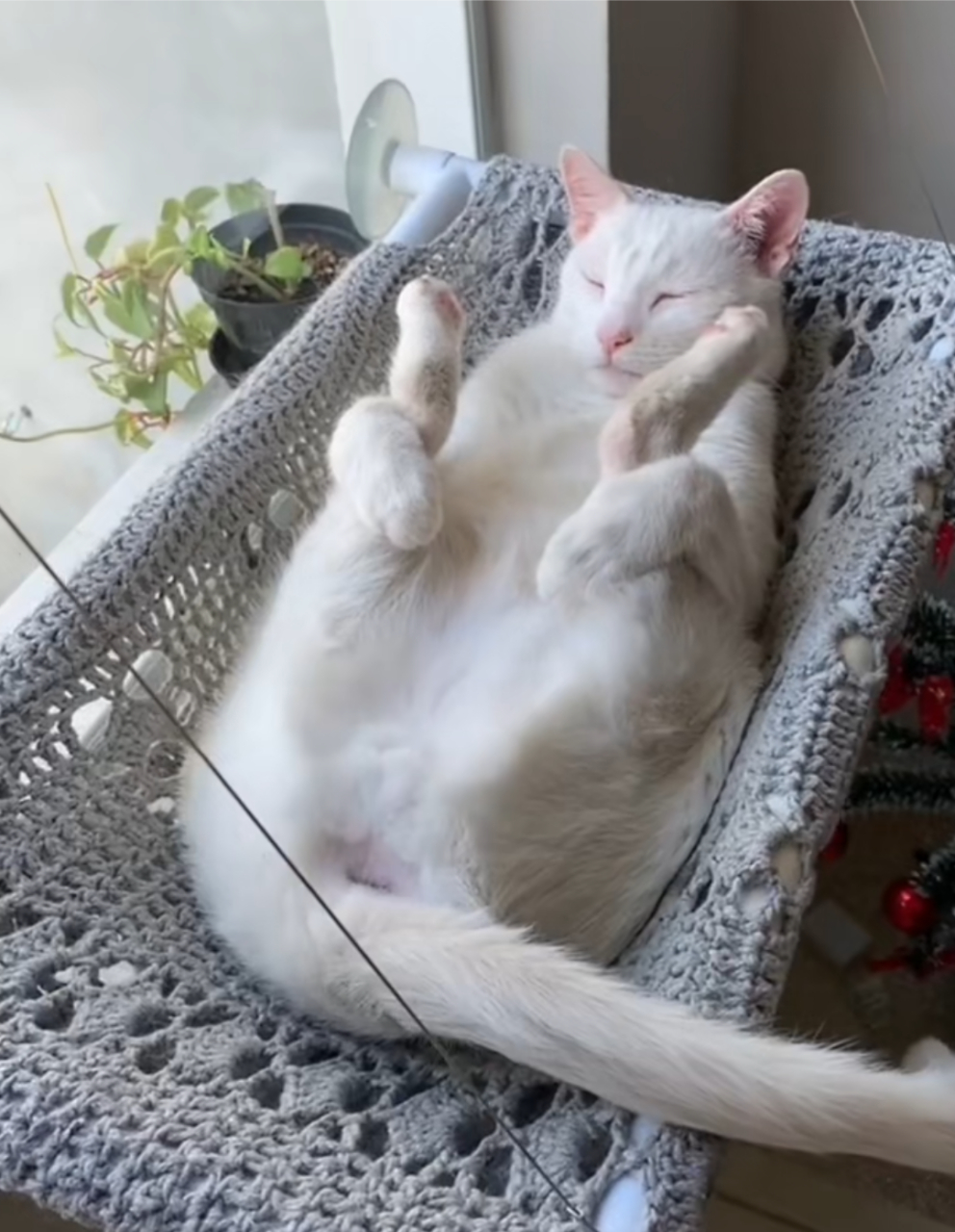 第一次见猫咪这个姿势睡觉,这是在学谁呢![左捂脸][左捂脸][左捂脸]