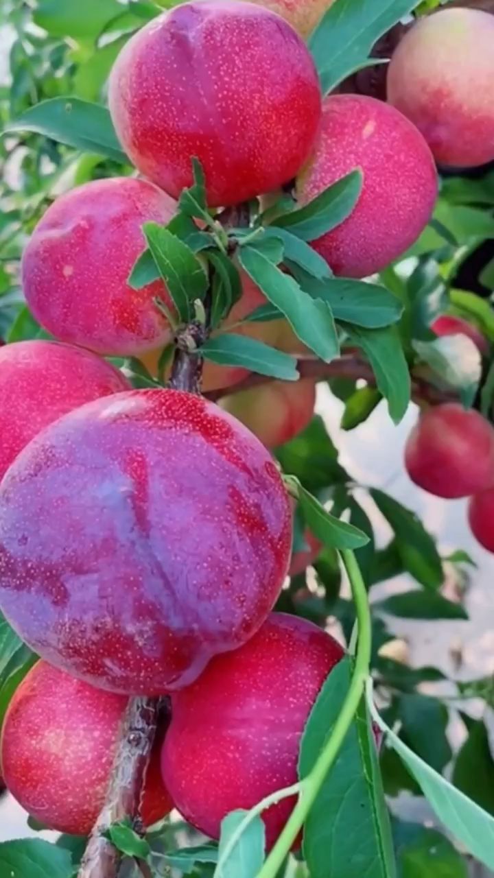 国美李子树苗,口感纯甜无酸,适合南北方种植,丰产性强