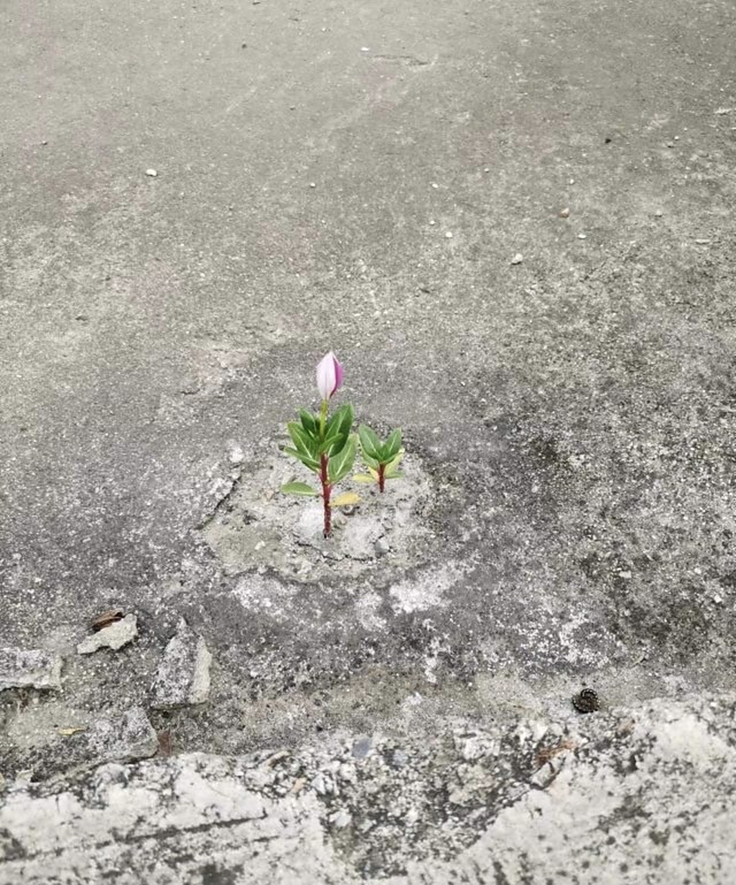 就算水泥封心,还是忍不住要绽放,这就是爱呀!