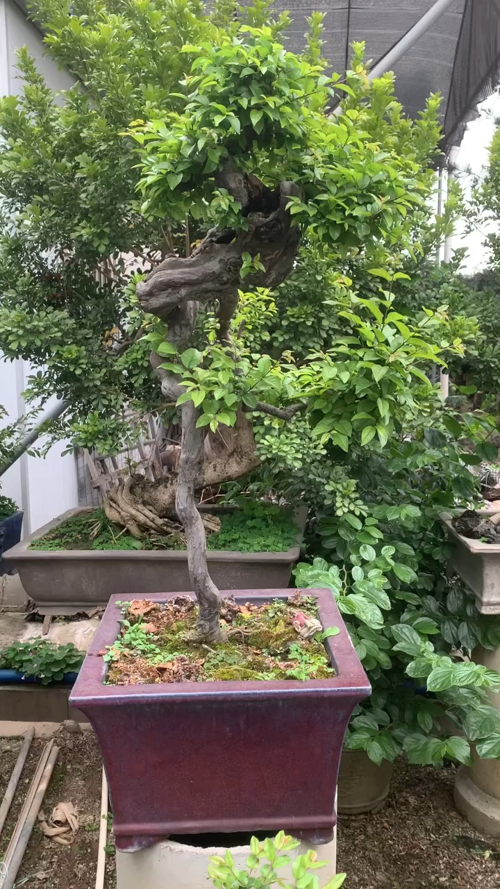 云头雨脚的一棵雀梅盆景,苍老