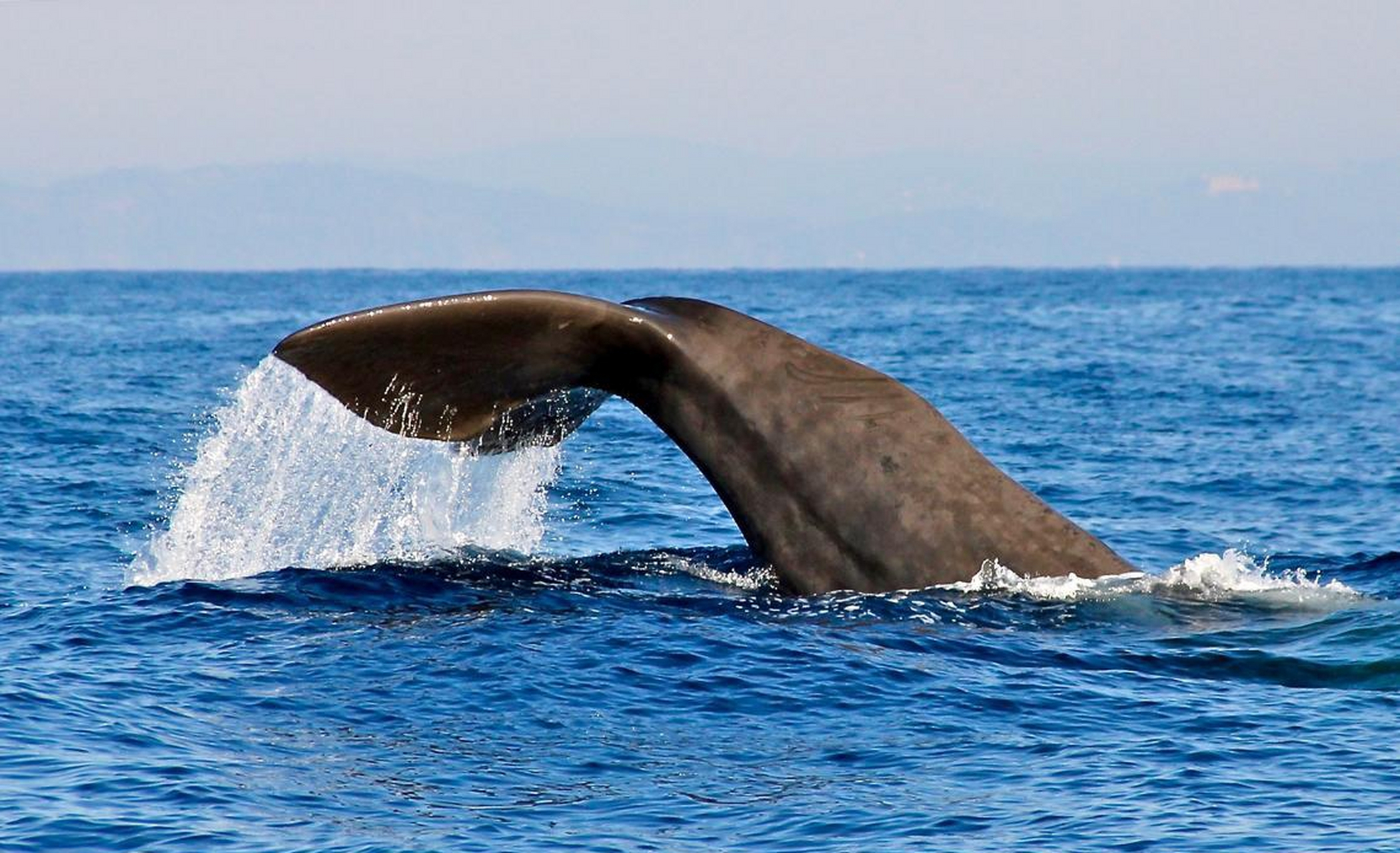 95百年来,人类一直都对鲸鱼这种庞大的海洋生物深深着迷.