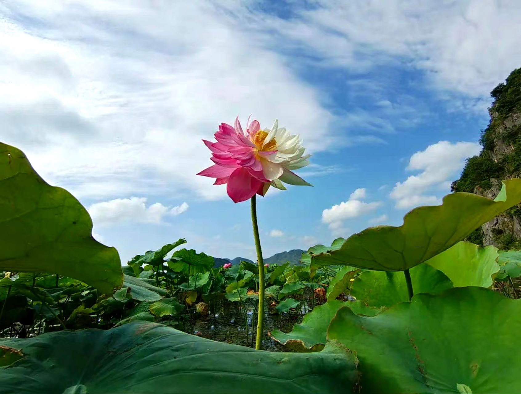 双色荷花 见者好运莲莲03 67