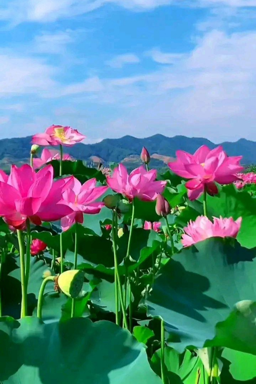 池水清澈,鱼儿在水中悠闲自得,戏弄花影.红莲激情四溢,几乎在燃烧.