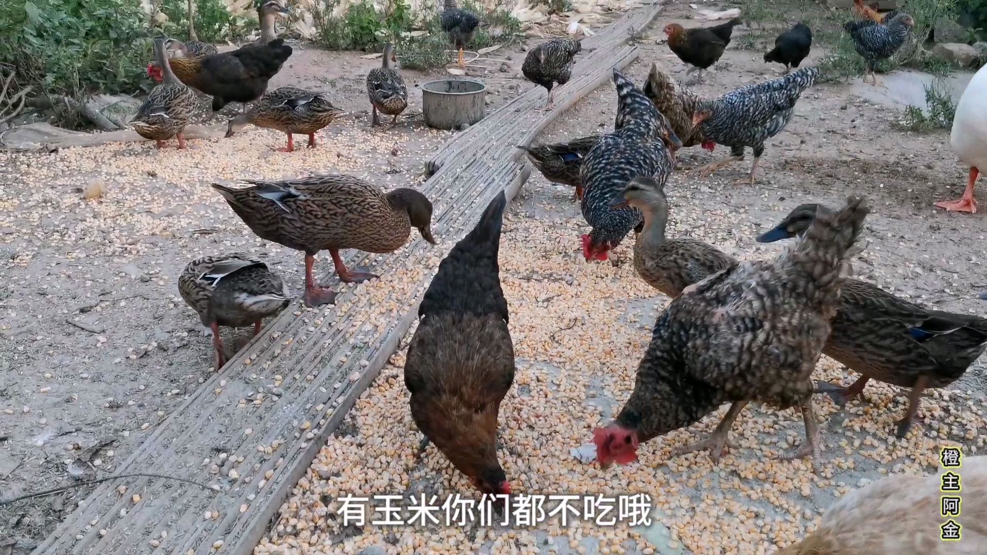 农村鸡鸭鹅成群,每天捡蛋喂稻谷,口味叼不吃玉米