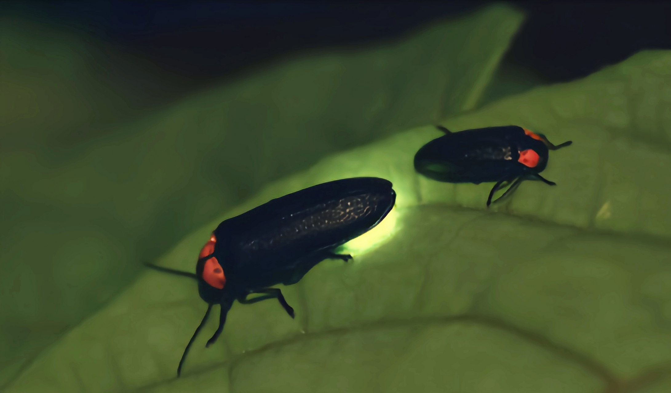 每天认识一种昆虫——平家萤 平家萤别名熠萤,为鞘翅目,萤科,熠萤属