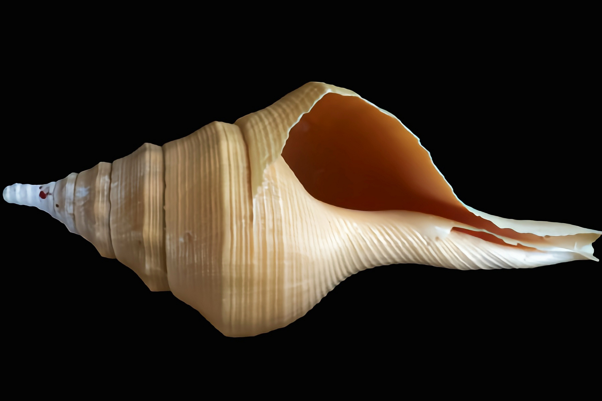 每天认识一种动物——澳洲圣螺 澳洲圣螺别名澳洲大盔螺,澳大利亚香螺