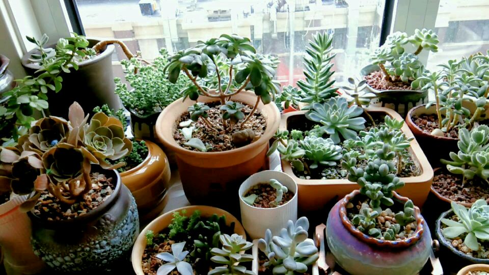 秋天到了多肉生长季,很多品种开始出状态,室内养的不尽人意