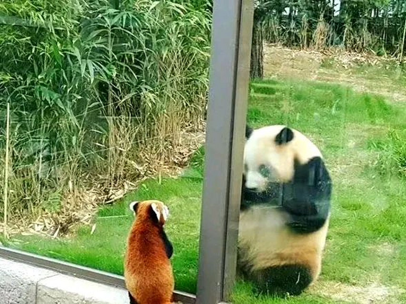 大熊猫和小熊猫的见面,这场面太萌了  小熊猫:你好呀?