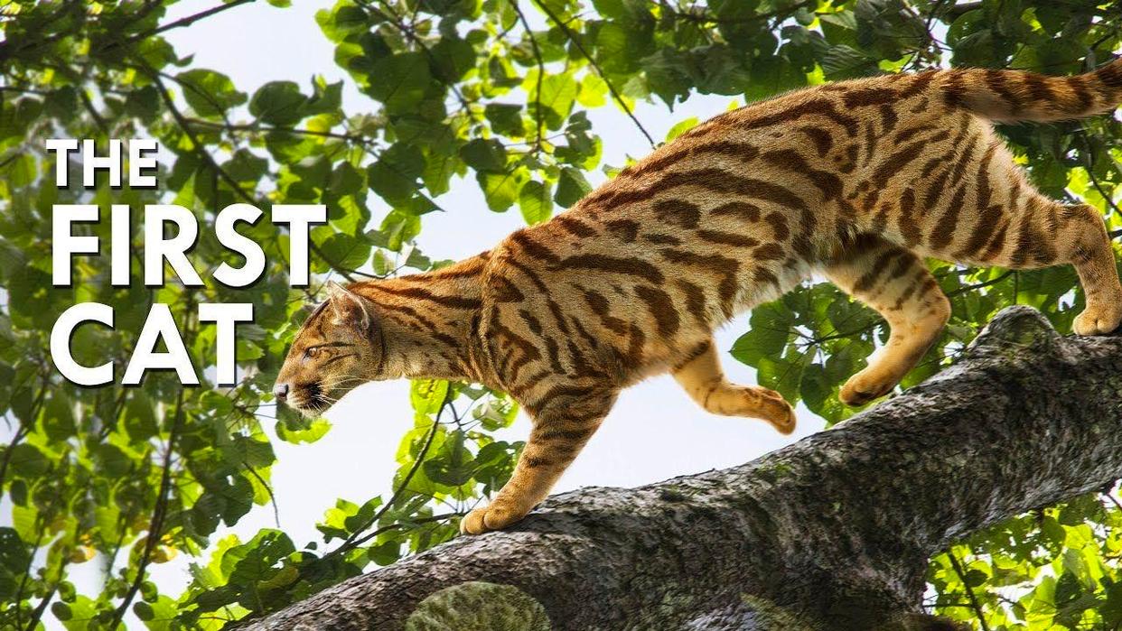 你知道古猫有多凶猛吗?一分钟了解古猫科的演化史