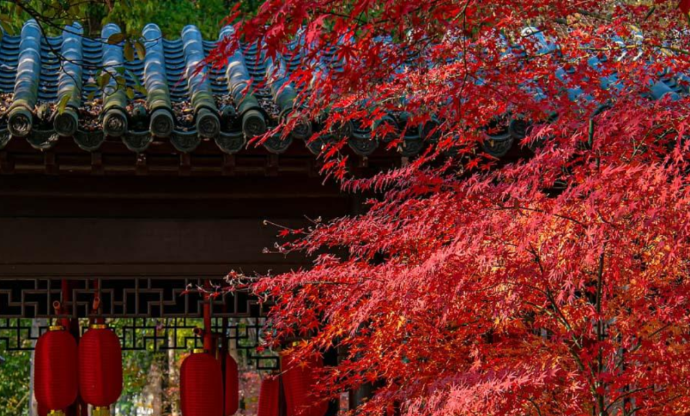 香山红叶实景图片