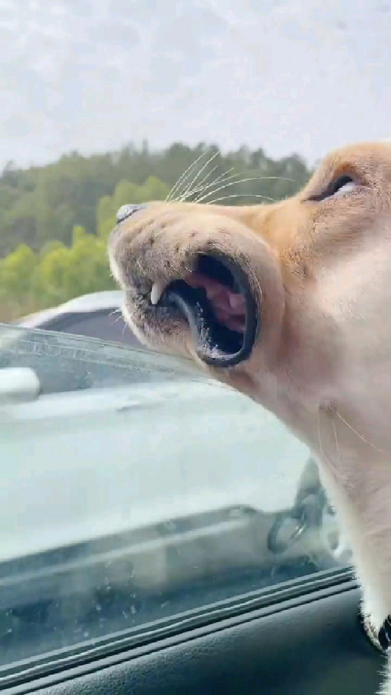 这得多大的风呀,把狗狗的嘴都吹变形啦,哈哈