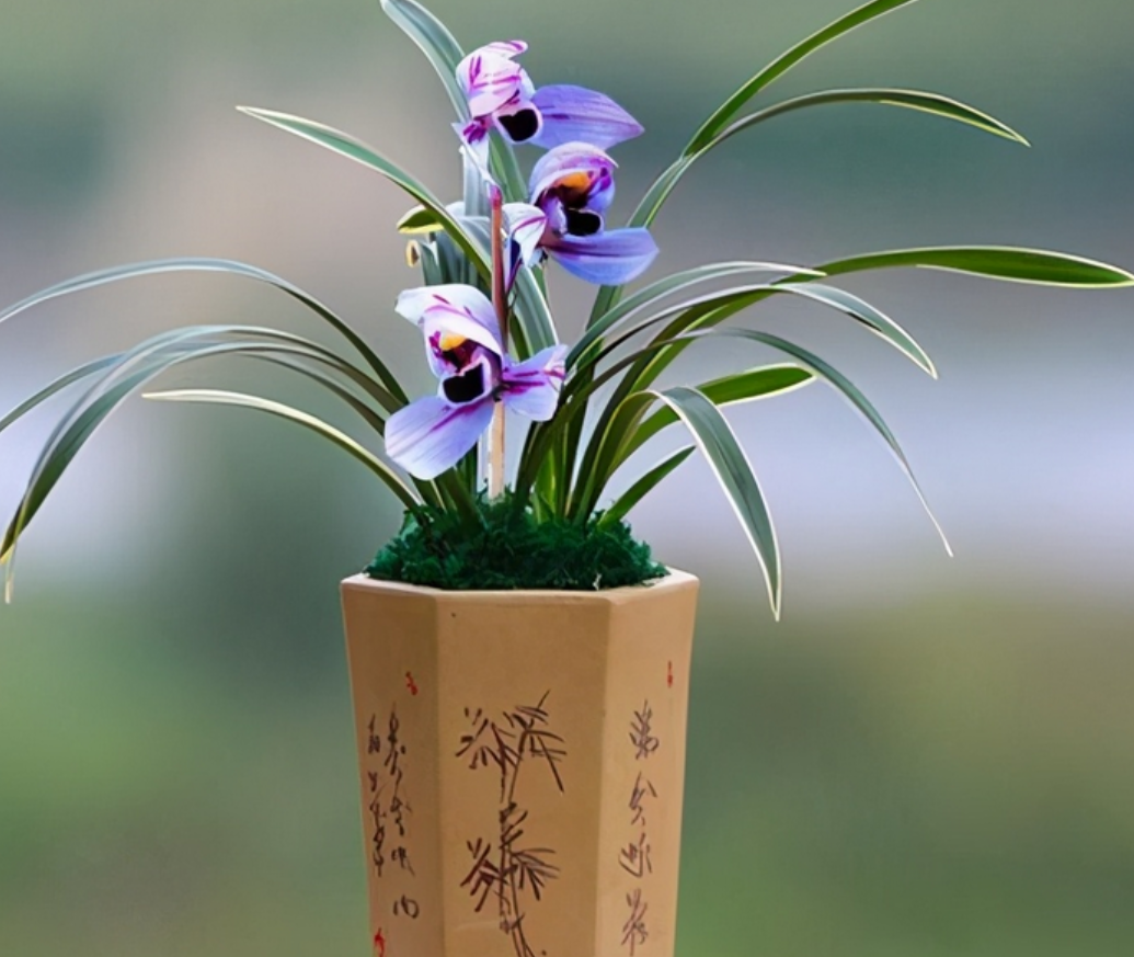 建兰色花第一名品"紫月荷",花开富贵,兰香扑鼻,养兰首选