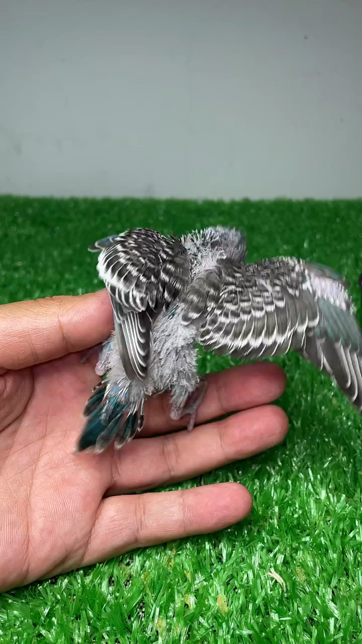 手养虎皮鹦鹉