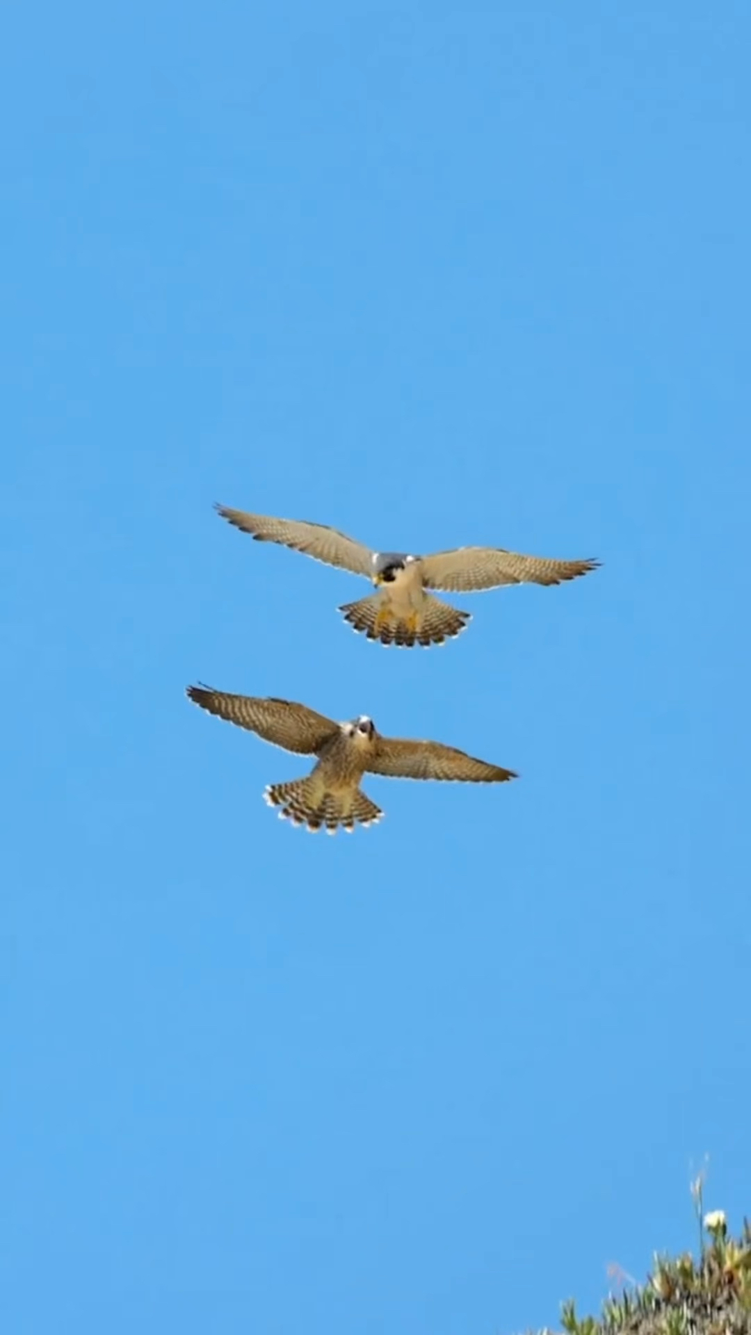两只老鹰在空中搏斗,这一幕太震撼了