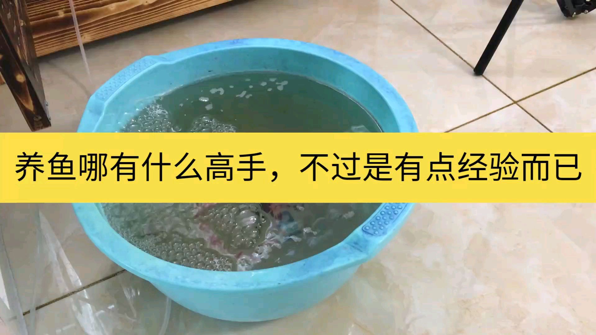 一条兰寿金鱼的九死一生,养鱼没有高手,只有经验之谈而已