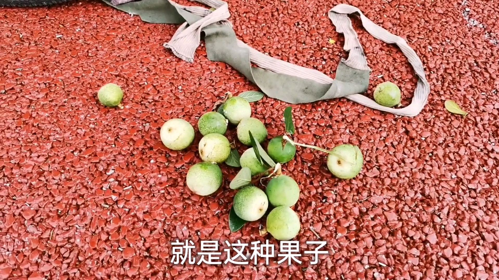 很多人吃过凉粉,但是凉粉果见过吗?偶遇农村老人上树摘果子