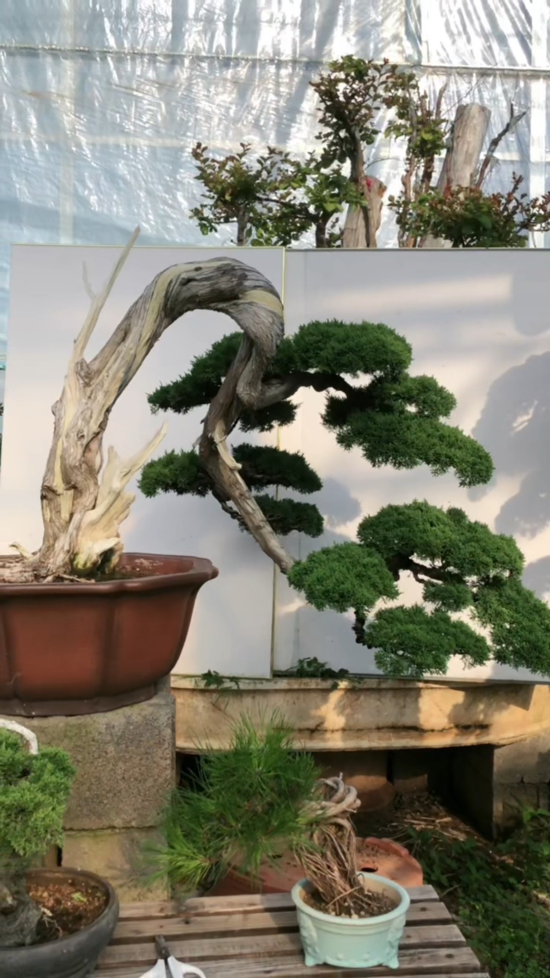 分享少见的大临水真柏盆景和庭院别墅摆放喜欢的关注一下吧