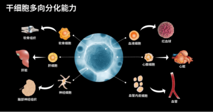 李非博士干细胞虚假图片