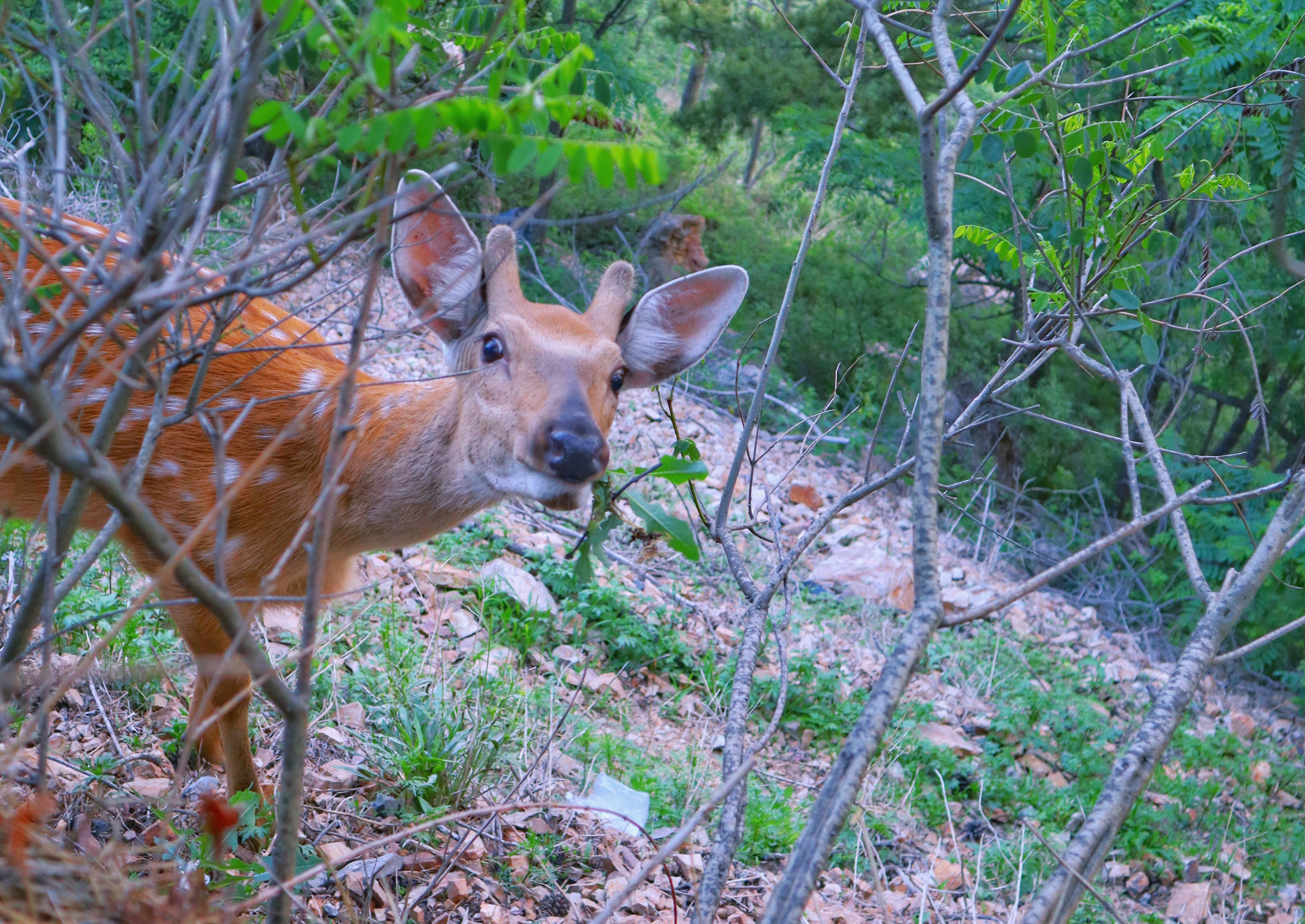 大连莲花山偶遇野生梅花鹿